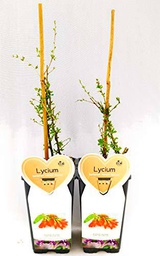 Lycium Barbatum bayas de Goji, 2 plantas, plantas reales