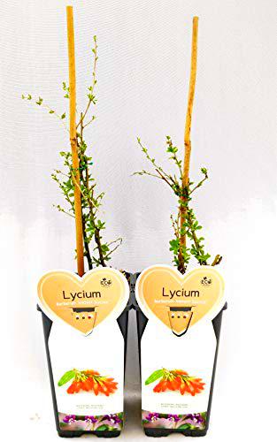 Lycium Barbatum bayas de Goji, 2 plantas, plantas reales