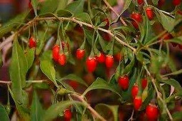 Lycium barbarum (Goji Berry, WolfBerry) 50 semillas