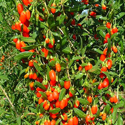 Goji Berry - Berries Amber Sweet - Antioxidant Organic