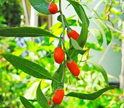 Portal Cool 20+ Semillas: Semillas Goji Berry (Lycium chinense)