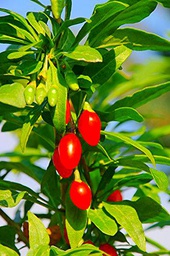 GOJI Beere SUPERFRUIT Bocksdorn - Lycium barbarum - Diferentes tamaños