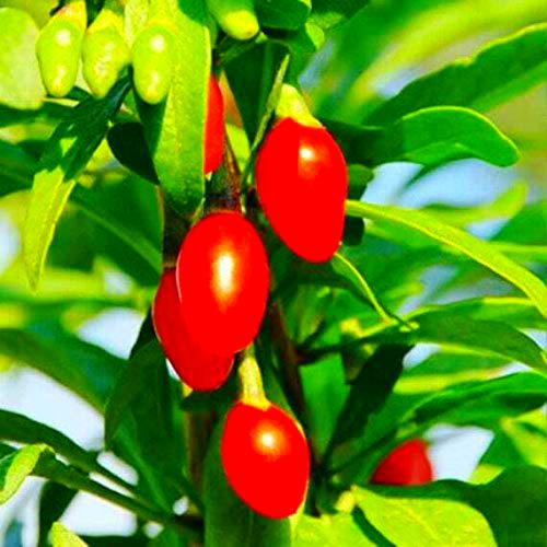 Goji Berry - Lycium Barbarum 5 Semillas