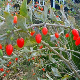 Lycium Barbarum Goji Berry 60 Tree Seeds.