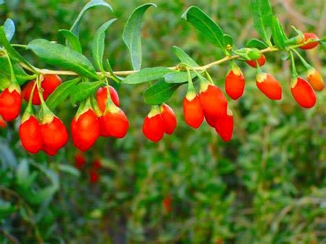 zumari 20 semillas de fruta de Goji Berry