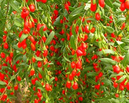 100~300 semillas Goji Berry Wolfberry (Lycium Barb vainas 10 semillas) CombSH B18