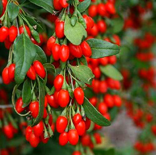 AGROBITS GOJI - Cnense -Fruit de la inmortalidad - 10 ver