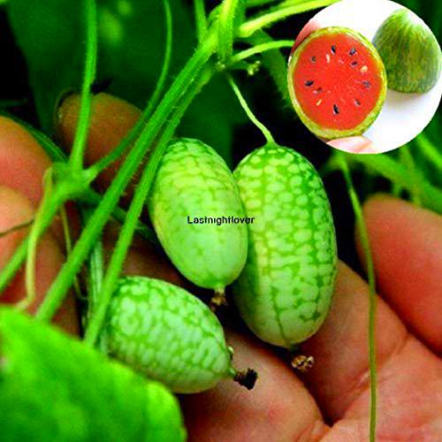 AGROBITS 10pcs / g: 20pcs / 50pcs de Goji Goji Orgánica níspero WST