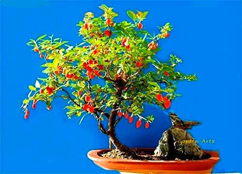 110 Graines BIO Goji Lycium barbarum Goji-Berry Organic Chinese Wolfberry seeds