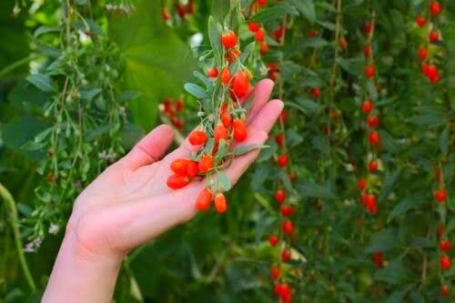 SEEDS Dried or fresh, goji berries are a fruity, healthy treat