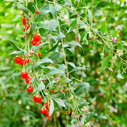 Seeds Goji, Goji Berry seeds - Lycium Barbarum