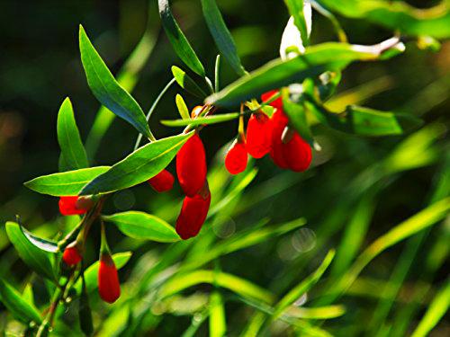 10 seeds Himalayan Goji Berry Wolfberry/Superfruit