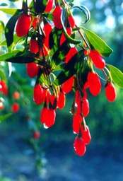 Lycium chinense Wolfberries Le bacche di Goji 20 semi