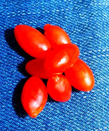 50 seeds of authentic Goji Berry - Chinese Superfruit Wolfberry