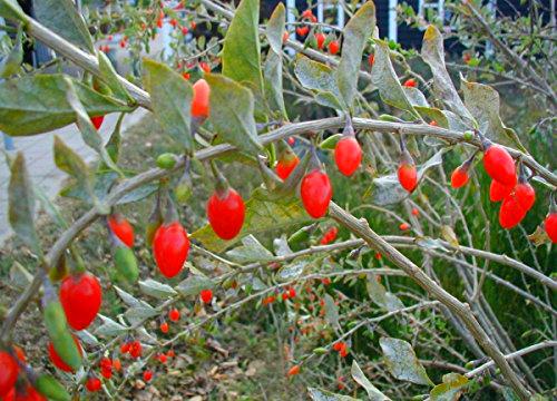 Seeds 5 seeds by Lycium Barbarum Semi Bacca di Goji Arbusto