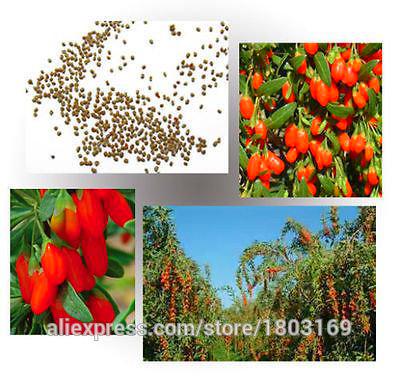 2016 Organic 200 / pack 10kinds Goji Berry Semi bacche di Goji Wolfberry