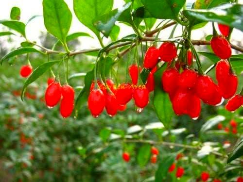 KONIC 50+ Graines Bio Goji Lycium Barbarum Goji Berry Organic Chinese Wolfberry Seeds