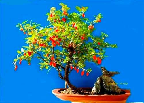 50 Graines BIO Goji Lycium barbarum Goji-Berry Organic Chinese Wolfberry seeds