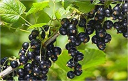 ric (Goji 20 + 20 * Ambizu *) Rare Fresh Feral Organic Black Goji Berry Herbs