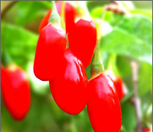 20 bacche di Goji (Lycium Barbarum) semi, bacche di Goji/Wolfberry semi freschi esotico