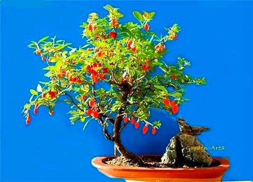 110 Graines BIO Goji Lycium barbarum Goji-Berry Organic Chinese Wolfberry seeds: Seeds