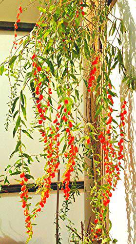 Potseed 50 Semillas seleccionadas Bayas de Goji - Wolfberry