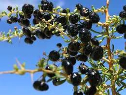 50 Goji Berry Fruit Seeds Black