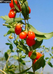 - Bacca di Goji (Lycium barbarum syn. chinensis) - 200 Semi-