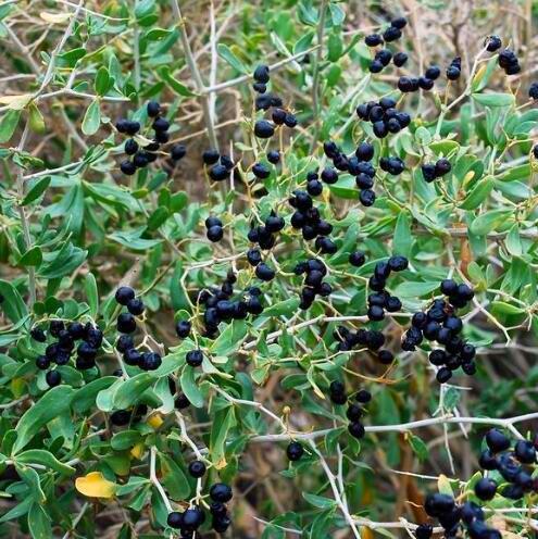 200 semi di goji molto fresca nera, cinese wolfberry