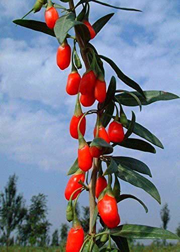 True Goji Berry Seeds Wolfberry 50 Semi