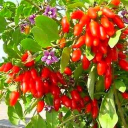 Semi Goji Berry Vine (Lycium barbarum) 60 + Semi:Seeds