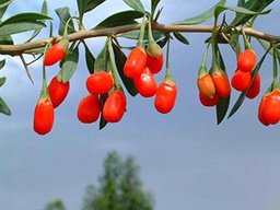 Barbarum Lycium | Goji Berry | wolfberry | 100_Seeds A degli Stati Uniti