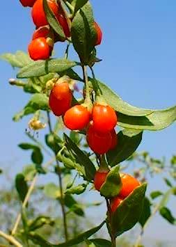 - Tibet - Goji - Mirtilli (Lycium chinensis) - 200 Semi:Seeds