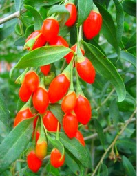 Fresco Bacca di Goji Wolfberry 100~300 semi (Lycium Barb 10 Baccelli del seme)