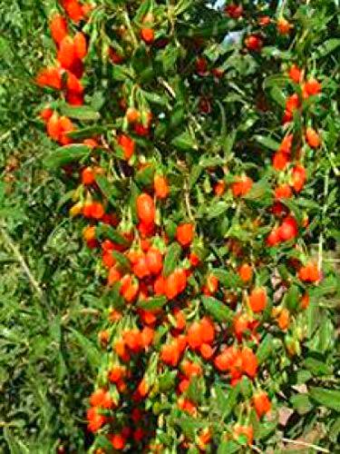 Barbarum Lycium Wolfberries Bacche di Goji 20 semi puliti per la Semina