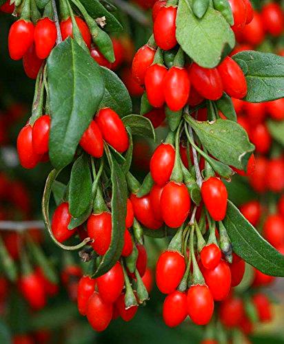 200 + Out of Pod Lycium chinense Bacca di Goji semi Arbusto cespuglio di frutta Lupo Berry