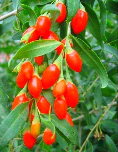 Fresco bacca di Goji Wolfberry 100~100 semi (Lycium Barb 10 Baccelli del seme):Seeds