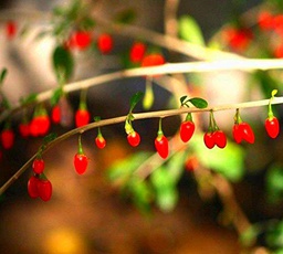 200 Semi Casa di Impianto Bacca di Goji Wolfberry Lycium Organico