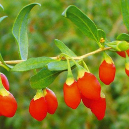 Bacca di goji 'Lyclum Barbarum&quot; Confezionato con Antioxedants 20-Seeds:Seeds