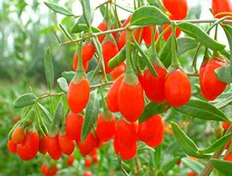 Germinazione dei semi: 100 semi: bacche di Goji, Lycium chinense arbusto semi (Veloce