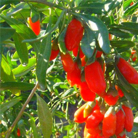 Vendita calda 300 GOJIBERRY Seeds, Wolfberry Gou-gi-zi