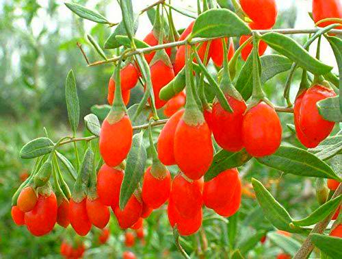 Germinazione dei semi: 300 semi: bacche di Goji, Lycium chinense arbusto semi (Veloce