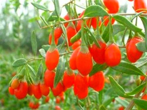 Portal Cool 600 Seeds: bacche di Goji, Lycium chinense