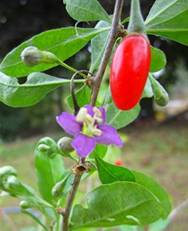 Portal Cool Goji Berry ~ Red ~&quot;Lyclum Barbarum&quot; ~ caricato con Antioxidents ~ 15 + Semi perenni