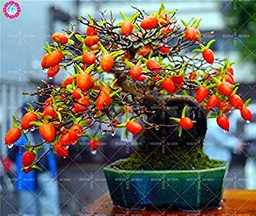 Germinazione I Semi: 100 Barbary Wolfberry Seeds Vegetables Nespolo Goji Berry Lycii organici