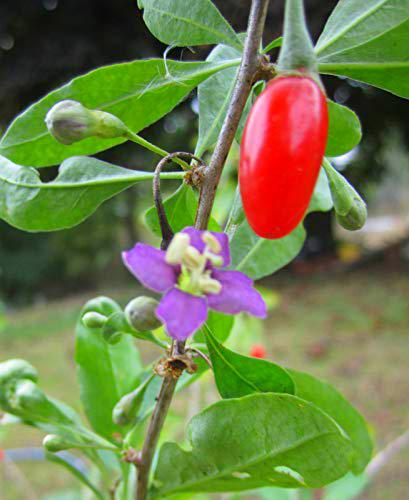 Goji Berry ~ Red ~&quot;Lyclum Barbarum&quot; ~ caricato con Antioxidents ~ 15 + Semi perenni:SEEDS