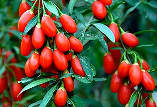 100 semi di bacche di goji Lycium Chinense, produttore di frutta pesante facile da piantare non OGM:Seeds