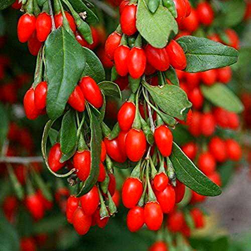 700 Semi Bacca di Goji-LYCIUM BARBARUM-Arbusto Perenne-Organico Bacca di