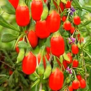 Semi Goji Berry Vine (Lycium barbarum) 60 + Semi:Seeds