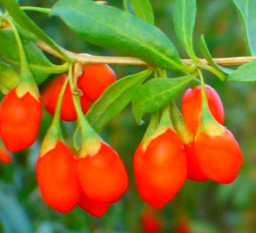 100 HIMALAYAN TIBETAN GOJI BERRY WOLFBERRY FRUIT Bush Lycium Barbabarum Seeds by